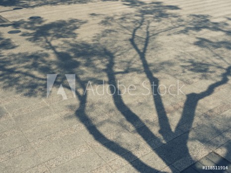 Picture of Tree Branches shadow on cement Nature Abstract background